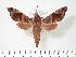  ( - BC-Hax3354)  @14 [ ] Copyright (2010) Unspecified Research Collection of Jean Haxaire