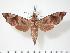  ( - BC-Hax3358)  @14 [ ] Copyright (2010) Unspecified Research Collection of Jean Haxaire