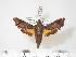  ( - BC-Hax3360)  @13 [ ] Copyright (2010) Unspecified Research Collection of Jean Haxaire