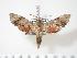  ( - BC-Hax3383)  @14 [ ] Copyright (2010) Unspecified Research Collection of Jean Haxaire