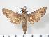  ( - BC-Hax3437)  @14 [ ] Copyright (2010) Unspecified Research Collection of Jean Haxaire
