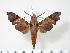  ( - BC-Hax3457)  @14 [ ] Copyright (2010) Unspecified Research Collection of Jean Haxaire