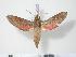  ( - BC-Hax3503)  @14 [ ] Copyright (2010) Unspecified Research Collection of Jean Haxaire