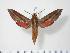  ( - BC-Hax3509)  @15 [ ] Copyright (2010) Unspecified Research Collection of Jean Haxaire