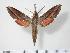  ( - BC-Hax3510)  @14 [ ] Copyright (2010) Unspecified Research Collection of Jean Haxaire
