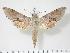  (Hippotion moorei - BC-Hax3554)  @14 [ ] Copyright (2010) Unspecified Research Collection of Jean Haxaire