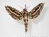  ( - BC-Hax3567)  @14 [ ] Copyright (2010) Unspecified Research Collection of Jean Haxaire