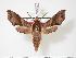  (Hippotion paukstadti - BC-Hax3571)  @14 [ ] Copyright (2010) Unspecified Research Collection of Jean Haxaire