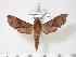  ( - BC-Hax3572)  @14 [ ] Copyright (2010) Unspecified Research Collection of Jean Haxaire