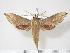  (Hippotion melichari - BC-Hax3575)  @15 [ ] Copyright (2010) Unspecified Research Collection of Jean Haxaire