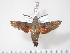  ( - BC-Hax3598)  @13 [ ] Copyright (2010) Unspecified Research Collection of Jean Haxaire