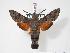  ( - BC-Hax3599)  @14 [ ] Copyright (2010) Unspecified Research Collection of Jean Haxaire