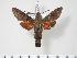  ( - BC-Hax3614)  @14 [ ] Copyright (2010) Unspecified Research Collection of Jean Haxaire
