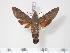  ( - BC-Hax3615)  @13 [ ] Copyright (2010) Unspecified Research Collection of Jean Haxaire