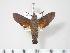  ( - BC-Hax3616)  @13 [ ] Copyright (2010) Unspecified Research Collection of Jean Haxaire