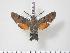  ( - BC-Hax3626)  @13 [ ] Copyright (2010) Unspecified Research Collection of Jean Haxaire