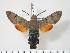  ( - BC-Hax3627)  @14 [ ] Copyright (2010) Unspecified Research Collection of Jean Haxaire