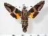  ( - BC-Hax3628)  @15 [ ] Copyright (2010) Unspecified Research Collection of Jean Haxaire