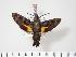  ( - BC-Hax3631)  @14 [ ] Copyright (2010) Unspecified Research Collection of Jean Haxaire