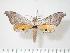  (Gynoeryx meander - BC-Hax3672)  @14 [ ] Copyright (2010) Unspecified Research Collection of Jean Haxaire