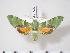  (Akbesia davidi - BC-Hax3678)  @14 [ ] Copyright (2010) Unspecified Research Collection of Jean Haxaire