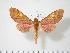 (Afrosphinx - BC-Hax3679)  @14 [ ] Copyright (2010) Unspecified Research Collection of Jean Haxaire