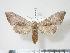  ( - BC-Hax3686)  @13 [ ] Copyright (2010) Unspecified Research Collection of Jean Haxaire