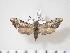  (Poliodes - BC-Hax3716)  @14 [ ] Copyright (2010) Unspecified Research Collection of Jean Haxaire