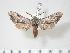  ( - BC-Hax3720)  @14 [ ] Copyright (2010) Unspecified Research Collection of Jean Haxaire
