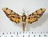  ( - BC-Hax3740)  @14 [ ] Copyright (2010) Unspecified Research Collection of Jean Haxaire