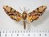  ( - BC-Hax3741)  @15 [ ] Copyright (2010) Unspecified Research Collection of Jean Haxaire