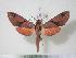  ( - BC-Hax3748)  @13 [ ] Copyright (2010) Unspecified Research Collection of Jean Haxaire