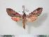  ( - BC-Hax3749)  @13 [ ] Copyright (2010) Unspecified Research Collection of Jean Haxaire