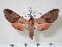  ( - BC-Hax3750)  @14 [ ] Copyright (2010) Unspecified Research Collection of Jean Haxaire