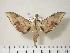  ( - BC-Hax3763)  @14 [ ] Copyright (2010) Unspecified Research Collection of Jean Haxaire