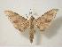  ( - BC-Hax3774)  @14 [ ] Copyright (2010) Unspecified Research Collection of Jean Haxaire