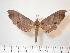  ( - BC-Hax3792)  @13 [ ] Copyright (2010) Unspecified Research Collection of Jean Haxaire