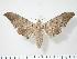  ( - BC-Hax3816)  @14 [ ] Copyright (2010) Unspecified Research Collection of Jean Haxaire