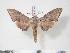  ( - BC-Hax3852)  @12 [ ] Copyright (2010) Unspecified Research Collection of Jean Haxaire