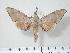  ( - BC-Hax3862)  @13 [ ] Copyright (2010) Unspecified Research Collection of Jean Haxaire