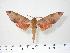  ( - BC-Hax3870)  @14 [ ] Copyright (2010) Unspecified Research Collection of Jean Haxaire