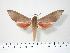  ( - BC-Hax3871)  @14 [ ] Copyright (2010) Unspecified Research Collection of Jean Haxaire