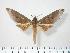  (Phylloxiphia oberthueri - BC-Hax3883)  @14 [ ] Copyright (2010) Unspecified Research Collection of Jean Haxaire