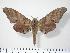  ( - BC-Hax3887)  @14 [ ] Copyright (2010) Unspecified Research Collection of Jean Haxaire