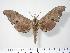  ( - BC-Hax3888)  @14 [ ] Copyright (2010) Unspecified Research Collection of Jean Haxaire