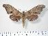  (Marumba amboinicus celebensis - BC-Hax3889)  @15 [ ] Copyright (2010) Unspecified Research Collection of Jean Haxaire
