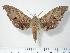  ( - BC-Hax3890)  @14 [ ] Copyright (2010) Unspecified Research Collection of Jean Haxaire