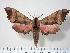 ( - BC-Hax3897)  @14 [ ] Copyright (2010) Unspecified Research Collection of Jean Haxaire