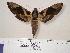  ( - BC-Hax4131)  @13 [ ] Copyright (2010) Unspecified Research Collection of Jean Haxaire
