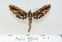  ( - BC-Hax4176)  @15 [ ] Copyright (2010) Unspecified Research Collection of Jean Haxaire